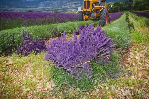 Ciągnik do zbioru pola lawendy, Rhone-Alpes, Francja — Zdjęcie stockowe