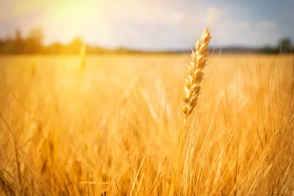 Grain jaune prêt pour la récolte — Photo