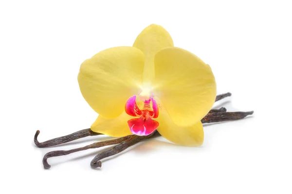 Vaina de orquídea vainilla aislada en blanco — Foto de Stock