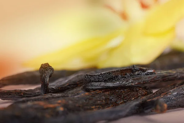 Primer plano de vainas de semillas de vainilla con flor de orquídea amarilla — Foto de Stock