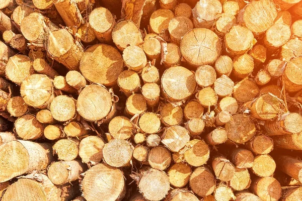 Натуральная куча древесины — стоковое фото