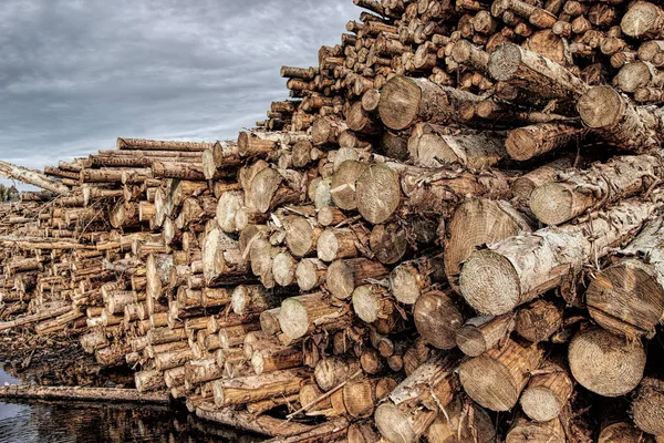 Naturalne drewniane dzienniki ułożone. Drzewa różnych formatów — Zdjęcie stockowe