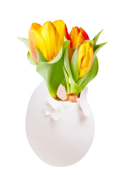 Tulip blossoming out of egg, as concept of spring, isolated on white — Stock Photo, Image