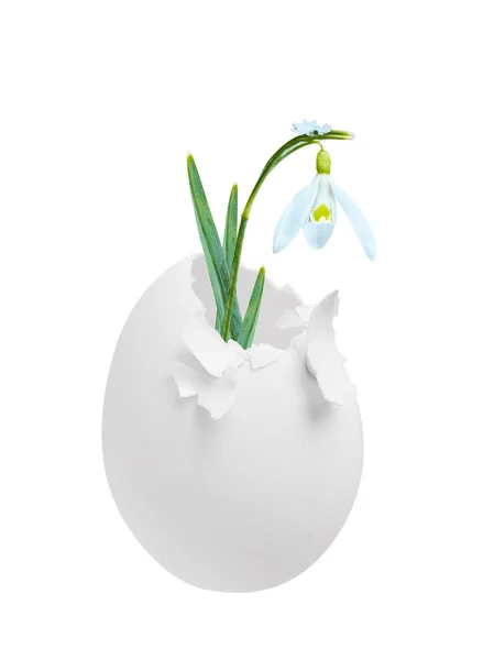 Snowdrop blommande ur ägget isolerad på vit, som begreppet våren. — Stockfoto