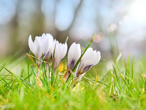 Crocus branco, plantas com flores na família da íris. um monte de crocos, prado cheio de crocos, close-up — Fotografia de Stock