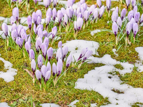 Kvetoucí rostliny šafrán, banda krokusy, louka pod sněhem — Stock fotografie