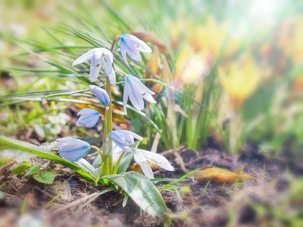 Jarní květina na měkké rozostření pozadí s slunečního záření — Stock fotografie