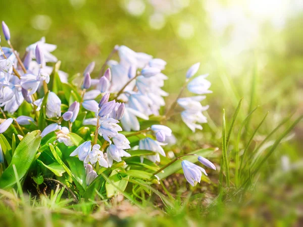 Spring flowers on soft blur background outdoors — Stock Photo, Image
