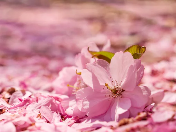 Apple květiny na zem pokrytá okvětními lístky — Stock fotografie