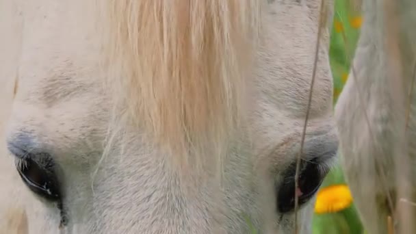 Witte paard portret in zomerdag — Stockvideo