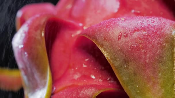 Pitahaya molhado, brisa de água e dragonfruit, close-up — Vídeo de Stock
