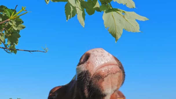 Krowa jedząca liście na tle błękitnego nieba — Wideo stockowe