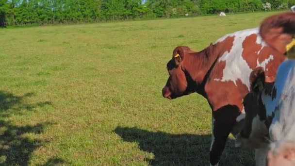 Vaca comendo folhas e virando para camara — Vídeo de Stock