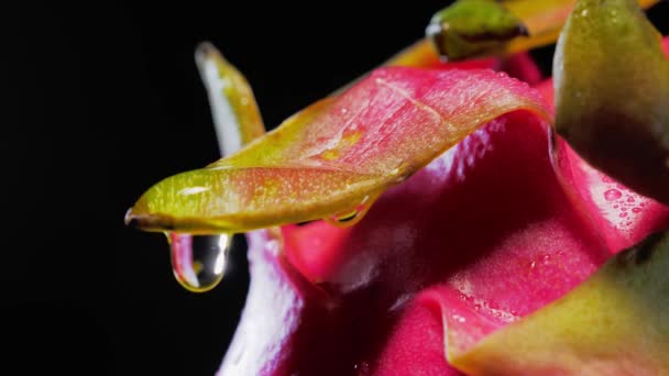 Pitahaya molhado, gota de água em dragonfruit, close-up — Vídeo de Stock