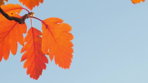 Осіннє листя і блакитне небо — стокове відео