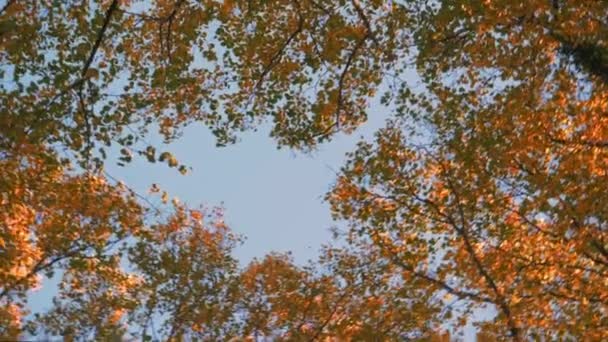 Barevné podzimní stromy a modrá obloha — Stock video