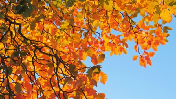 Hojas coloridas de otoño y cielo azul — Vídeos de Stock