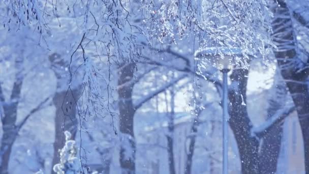 Зимовий яскравий фон. Різдвяний пейзаж з гілками дерев — стокове відео