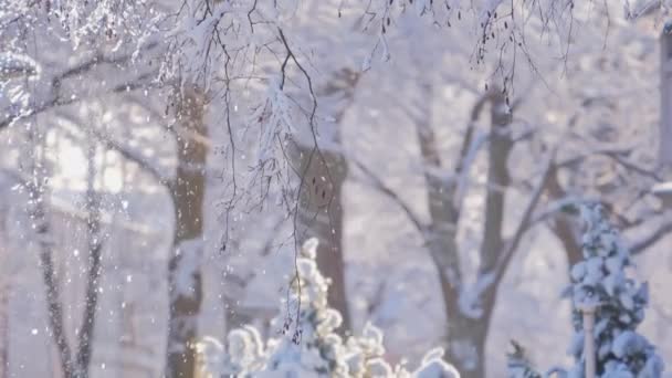 Fondo brillante invierno. Paisaje Navidad — Vídeo de stock