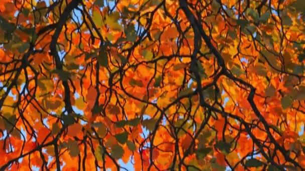 Alberi autunnali colorati Sfondo. Foglie d'autunno — Video Stock