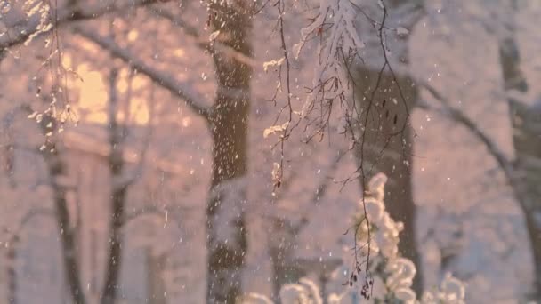 Fondo brillante invierno. Paisaje navideño con nieve y ramas de árboles — Vídeo de stock