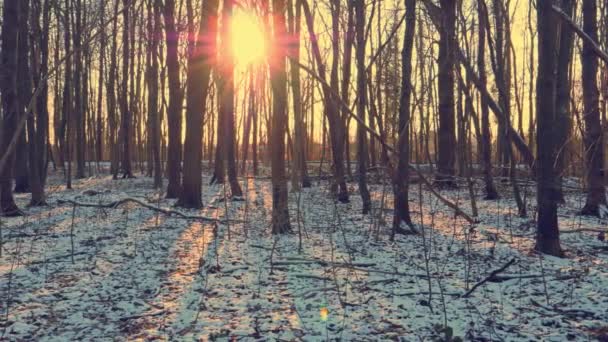 Solljus genom träden, solnedgång, Träd i skogen med första snön — Stockvideo