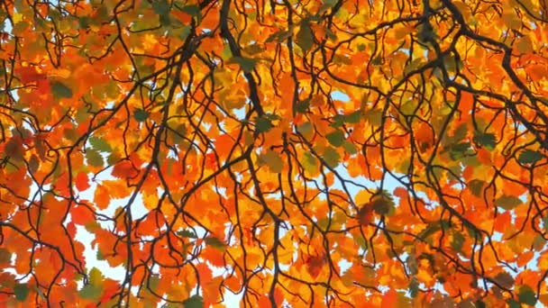 Kleurrijke herfstbomen Achtergrond. Sinaasappelbladeren — Stockvideo