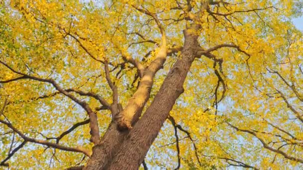 Bunte Herbstbäume Hintergrund, goldene Blätter und blauer Himmel — Stockvideo