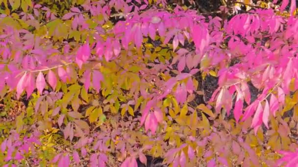 Bella donna che legge libro nel giardino autunnale, seduta sotto l'albero — Video Stock