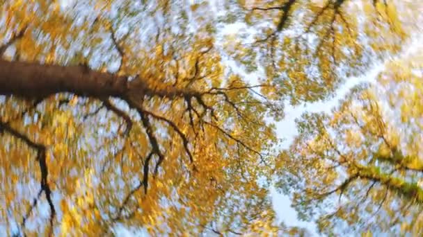 Arany őszi fák és kék ég — Stock videók