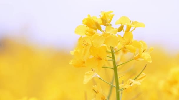 Floraison Fleurs de viols jaune vif en été. Champ de colza, fleurs de canola . — Video