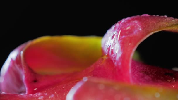 Pitahaya mojado, fruta de dragón sobre un fondo negro, primer plano — Vídeo de stock