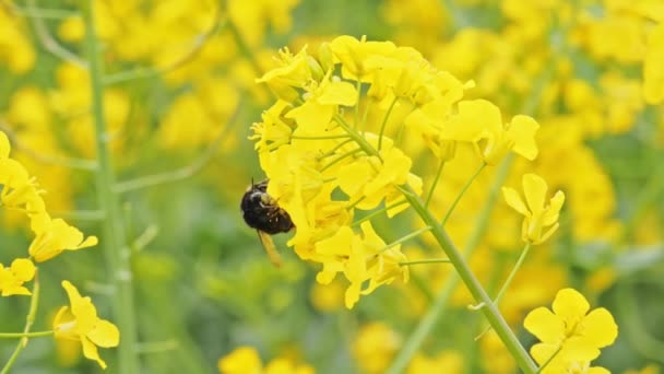 Flores de canola florecientes con un abejorro — Vídeos de Stock