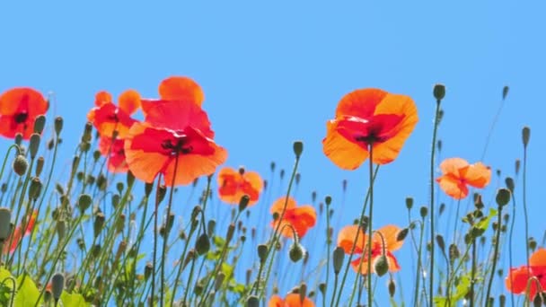 Poppy Bloemen Veld in de zomer Tijd — Stockvideo