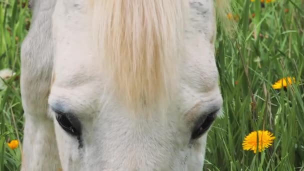 Witte paard portret — Stockvideo