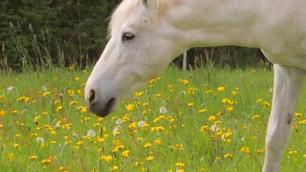 Caballo de pastoreo blanco caminando sobre el pasto con dientes de león en primavera — Vídeos de Stock