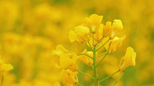 Flowering Bright Yellow Rape in summer. Rapeseed field, Blooming canola flowers. — ストック動画