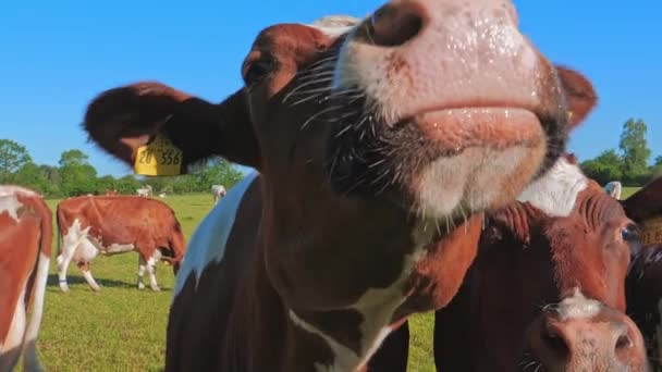 Cow eating leaves — Stock Video