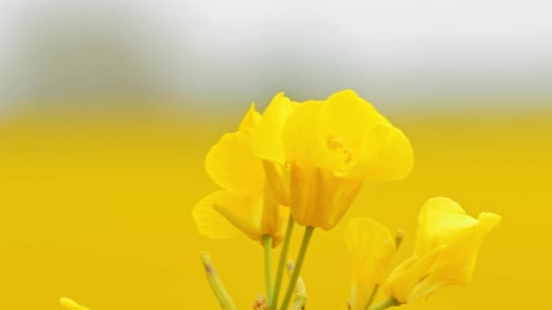 Viol jaune vif en floraison en été. Fleurs de canola en fleurs . — Video