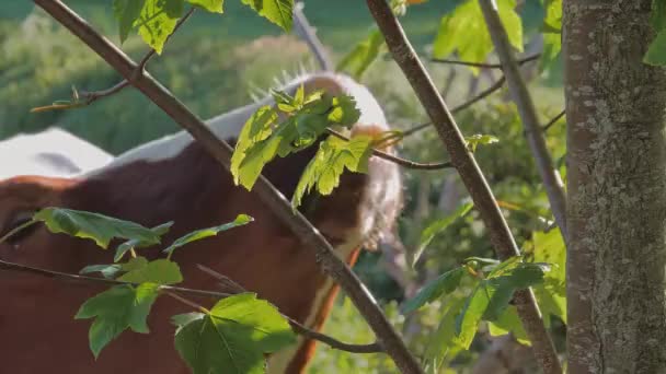 Close-up portret van koeien die bladeren kauwen op landschap — Stockvideo