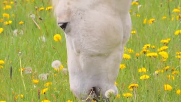 Caballo blanco pastando en el pasto con dientes de león, de cerca — Vídeos de Stock