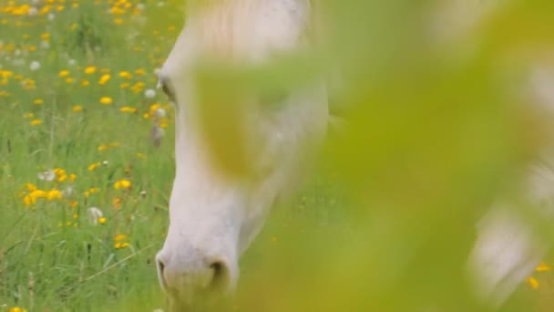 Λευκό άλογο βόσκησης στο βοσκότοπο — Αρχείο Βίντεο