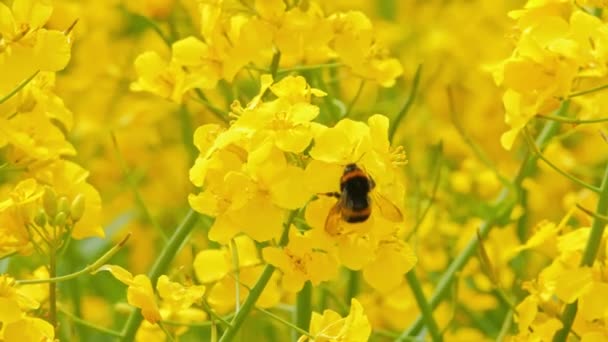 Gros plan d'un bourdon et d'une plante de colza en fleurs — Video