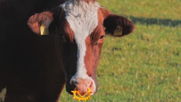 Portrzit de vache broutant sur la prairie, Gros plan — Video