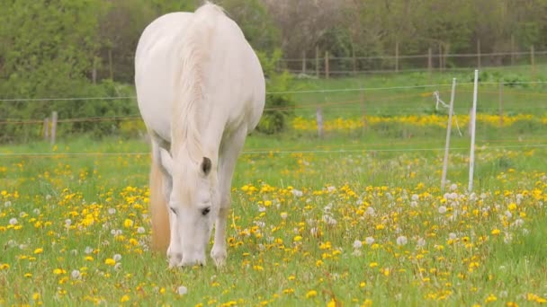 Biały koń wypasający się na pastwisku z dmuchawcami — Wideo stockowe