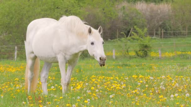 タンポポのいる牧草地を白い馬が歩く — ストック動画