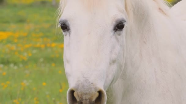 Retrato de cavalo branco pastando andando no pasto com dentes-de-leão — Vídeo de Stock