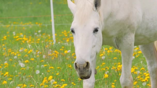Λευκό άλογο βόσκησης στα βοσκοτόπια, κοντά — Αρχείο Βίντεο