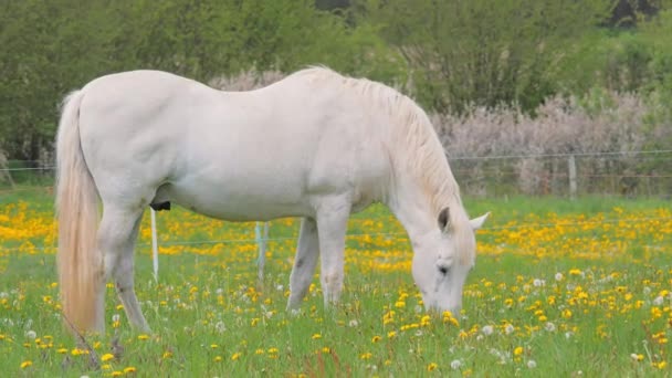 Biały koń wypasowy spacerujący po pastwisku z dmuchawcami — Wideo stockowe