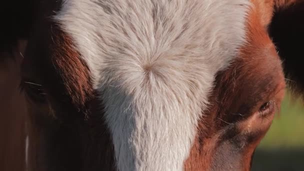 Cow portrait grazing on the meadow, Close up — Stock Video